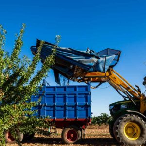 Servicio de recogida de almendras en Castilla La Mancha