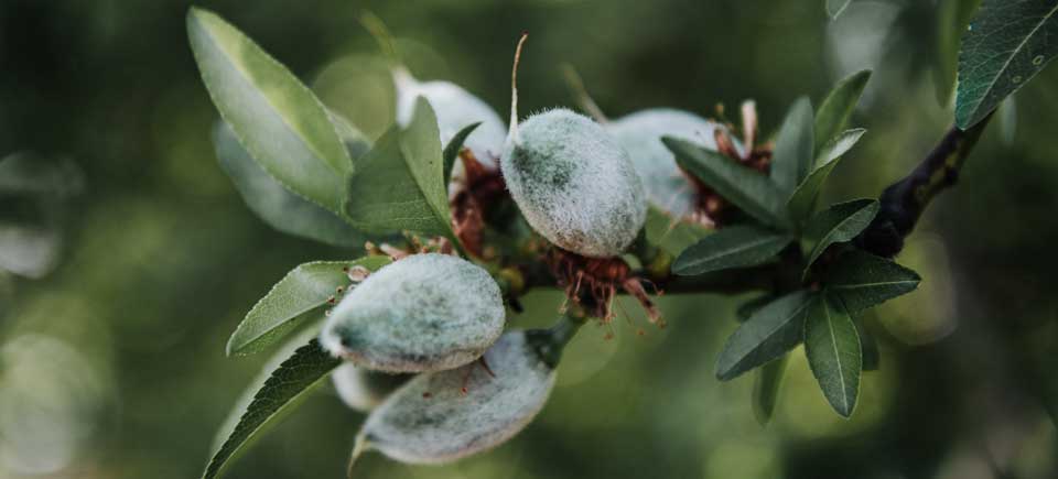 Venta de capota verde de almendra en Castilla La Mancha